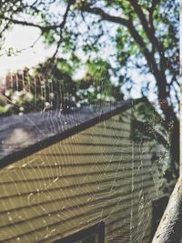 Low angle view of spider web on water