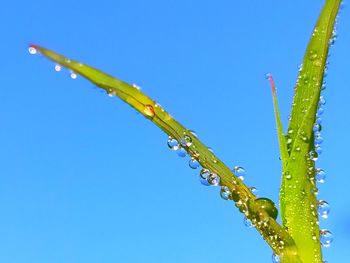 Close-up of wet plant against clear blue sky