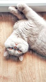 Close-up of a cat lying on wooden floor