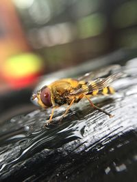 Close-up of bee on wet street