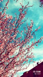 Low angle view of tree against sky