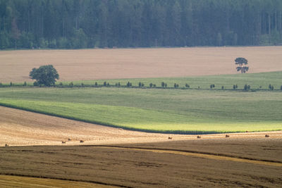 Scenic view of colorfull fields