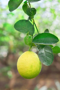 Close-up of lemon growing on tree