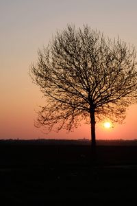 Silhouette bare tree on field against sky at sunset