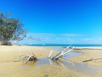 Trees on beach