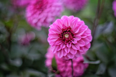 Close-up of pink flower