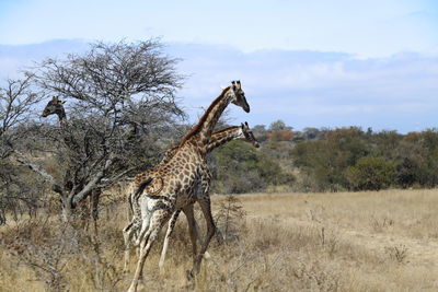 Side view of giraffe on field against sky