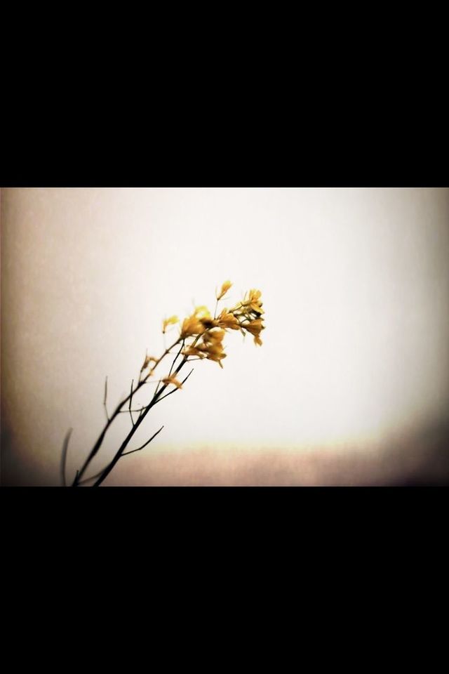 copy space, studio shot, indoors, wall - building feature, auto post production filter, stem, wall, plant, close-up, vignette, transfer print, black background, leaf, flower, dark, nature, no people, yellow, fragility, home interior