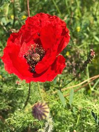 Close-up of red poppy blooming outdoors