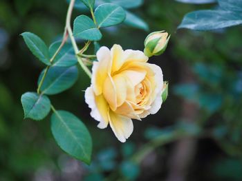 Close-up of yellow rose