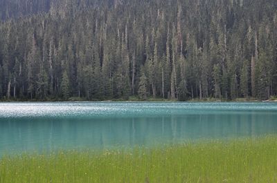 Pine trees in lake against sky
