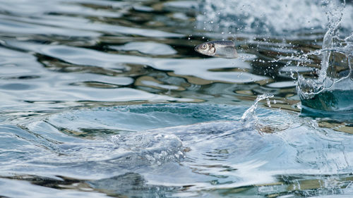 Dead fish in mid-air over water splashing in sea