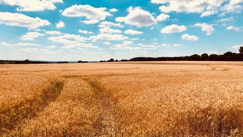 Scenic view of field against sky