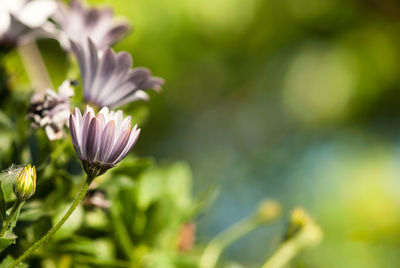 Close-up of flowering plant