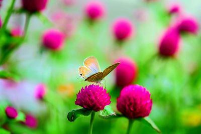 Close-up of insect on pink flower