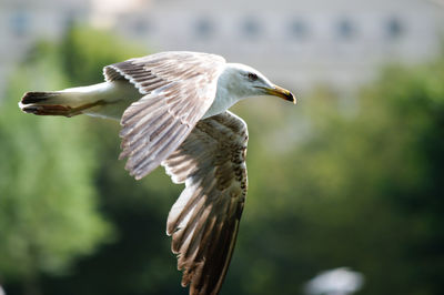 Close-up of bird flying