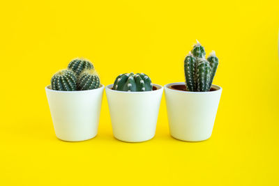 Close-up of fruits against white background