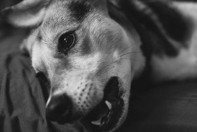 Close-up portrait of a dog