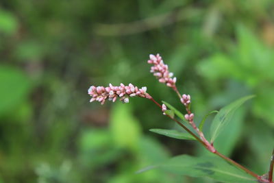 Close-up of flowering plant