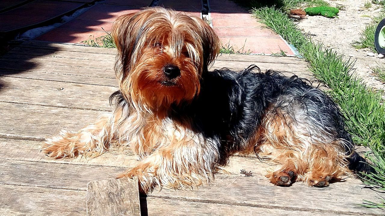 PORTRAIT OF DOG OUTDOORS