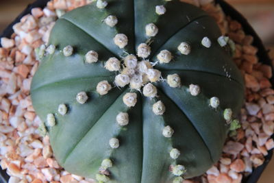 High angle view of fresh white flowering plant