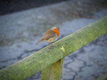 High angle view of bird perching on wood