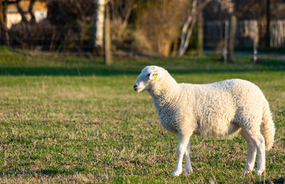 Side view of a sheep on field