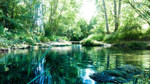 Scenic view of river amidst trees in forest