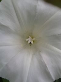 Close-up of white flower