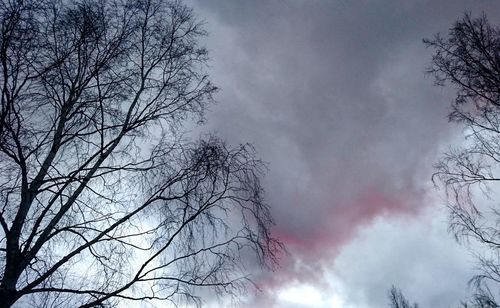 Low angle view of trees against sky