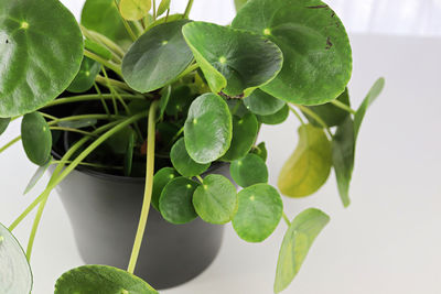 Close-up of potted plant leaves