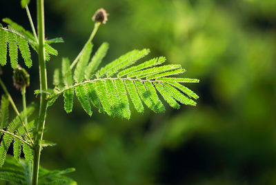 Close-up of fern leaves