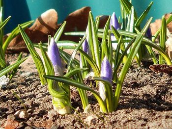 Close-up of plants against blue sky