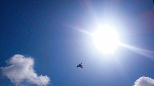 Low angle view of bird flying in sky