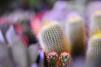 Close-up of cactus plant