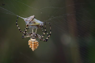 Close-up of spider on web