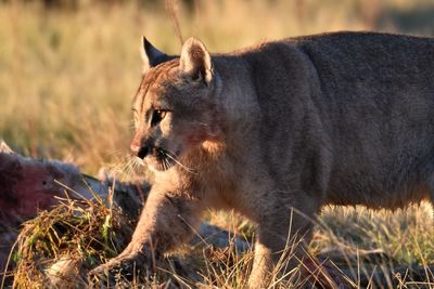 Portrait of a cat on field