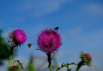 Bee pollinating on thistle against blue sky