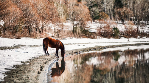 Horse standing in snow