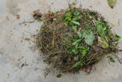 High angle view of crab on plant