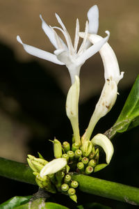 Close-up of plant