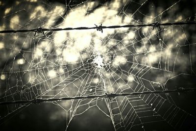 spider web