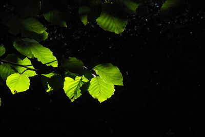 Leaves on green leaves