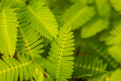 Close-up of fern leaves