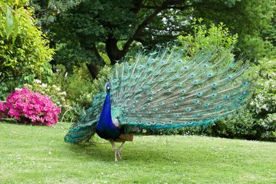 View of peacock