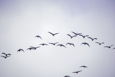 Low angle view of birds flying in sky