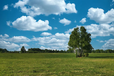 Russian summer landscape in siberia, birch in a field under a blue sky with clouds