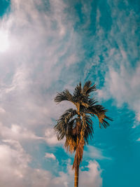 Low angle view of coconut palm tree against blue sky