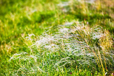 Full frame shot of fresh plants on field