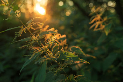 Close-up of nettle against blurred background
